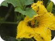 Dommages causés par les activités de nutrition de la chrysomèle du concombre sur la fleur
