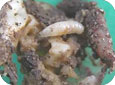 Seedcorn maggot larvae on seed 