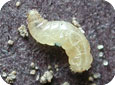 Seedcorn maggot cucumber seedling