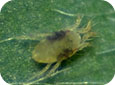 Two-spotted spider mite 