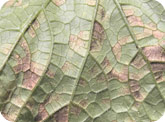Downy mildew (underside of leaf)