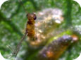 Anagrus wasp
