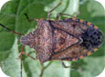 Common brown stink bug adult