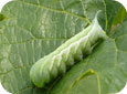 Hornworm larva