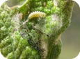 Grape plume moth larva