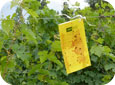 Yellow sticky board in vineyard