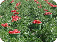 Baskets of peppers in field