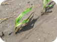 Dommages causés par l'érosion éolienne dans le maïs sucré 