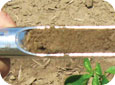 Soil probes can show soil texture and the soil profile