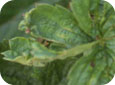 Feuilles frossées et tordues causées par le tarsonème du fraisier 