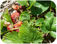 Infestation par les tarsonèmes du fraisier