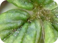 Cyclamen mite - heavy infestations look like grains of salt or grit 