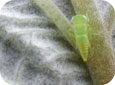 Potato leafhopper nymph on underside of leaf 