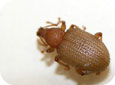 Adult strawberry root weevil 