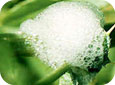 Spittle bug covered by froth