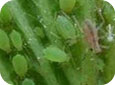 Aphids on strawberry 