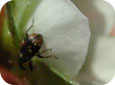 Strawberry clipper weevil adult on bloom 