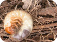 White grub larva feeding on roots