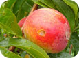 Hail damage on peach