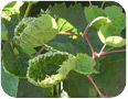 Clopyralid damage on grape