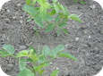 Thifensulfuron-mÉthyle - tomates