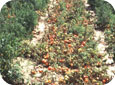 Thifensulfuron-methyl injury on tomato