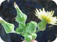 Annual sow thistle