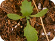 Common groundsel seedling