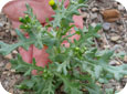 Common groundsel with flowers