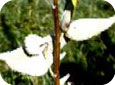 Common milkweed