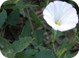 Bindweed flower