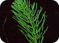 Field horsetail. A. Vegetative shoot (green). B. Spore-producing reproductive shoot (whitish- light brown)