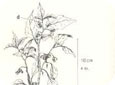 Morelle poilue. A. Plante