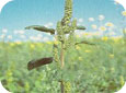 Green pigweed seedhead