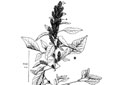 Redroot pigweed. A. Base of plant. B. Top of flowering plant.