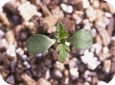 Common ragweed seedling