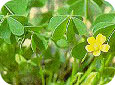 Common yellow wood sorrel in flower