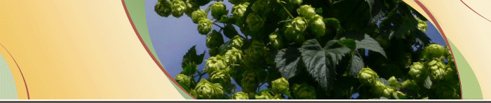 Banner with hops photo
