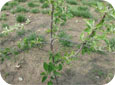 Il vaut attacher les grosses branches latérales sous l'horizontale pour ralentir la croissance et favoriser la mise à fruit.