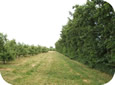 An established alder windbreak provides a buffer against spray drift both into and out of the orchard.