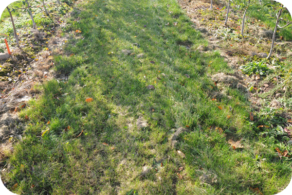 Utilisez un bon sol et la préparation du site pour assurer un libre établissement des mauvaises herbes du gazon.
