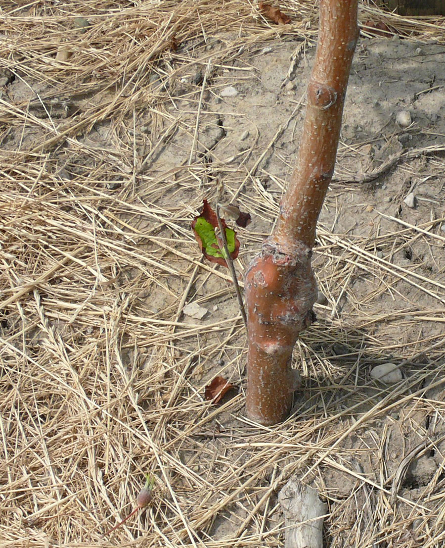 Choosing Rootstocks