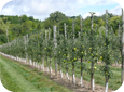 The Tall Spindle system produces high early yields, due to high density and feathered trees.