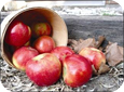 Les pommes ‘HoneycrispMC’ sont naturellement de gros calibre et possèdent une texture cro?quante caractéristique et unique.