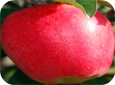La pomme AmbrosiaMC est bicolore, sa peau est rose-rouge sur fond jaune crème.