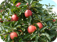 New orchards in Ontario will need to produce high yields of quality fruit.