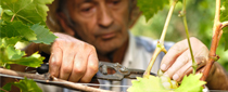man cutting a vine in a vineyard