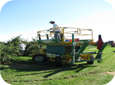 Remember to leave enough space to turn orchard equipment including tractor with sprayer, as well as bin trailer, and possibly platforms in the future.