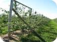 A north-south row orientation is preferred so that trees intercept the maximum amount of sunlight through the growing season.