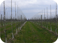 The optimum tree density is approximately 1000 trees/acre.